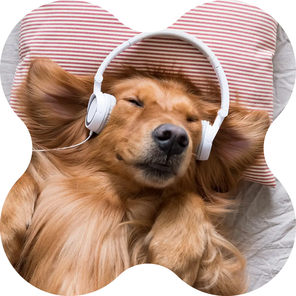 dog listening to music on a vibroacoustic bed